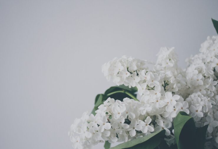 white flowers on grey backdrop, cover image for blog "What is Situational Leadership?"