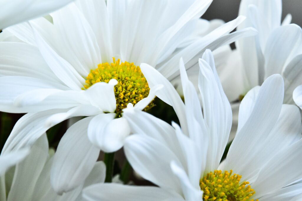 Cover image for webinar blog: Three large daisies