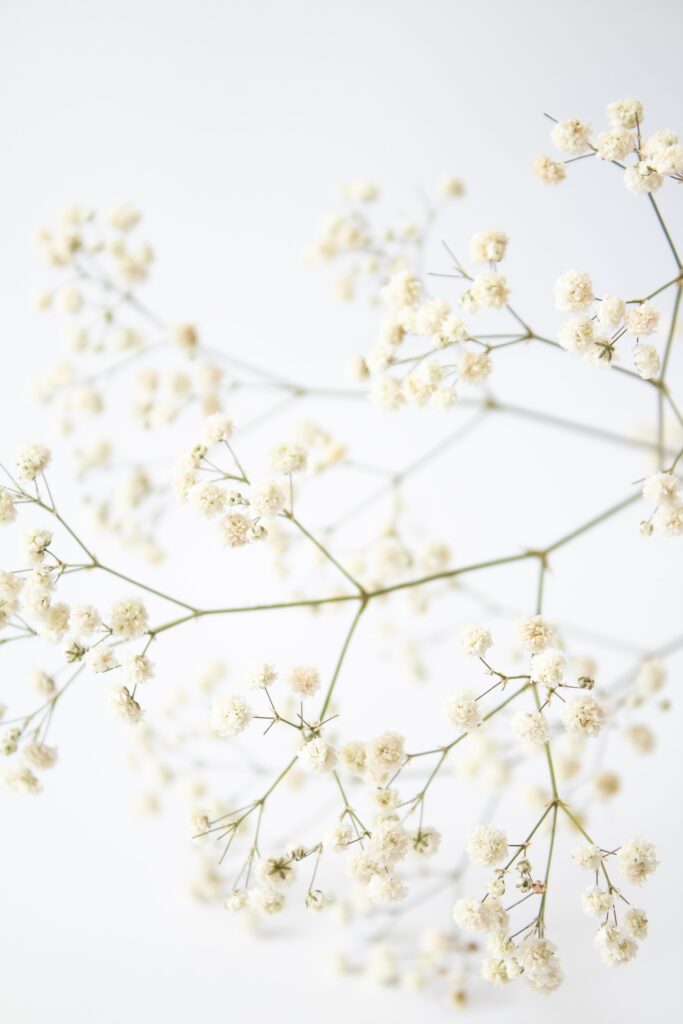 baby's breath flowers on white background; cover for blog on how to use internal recruiting for employee retention