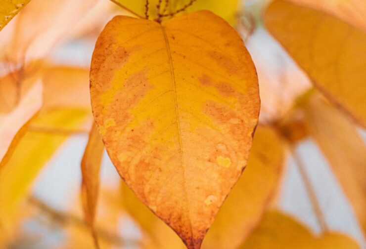 Up-close of yellow fall leaves; cover image for blog on "Why Color May Not be the Best Way to Assess Your Leaders"