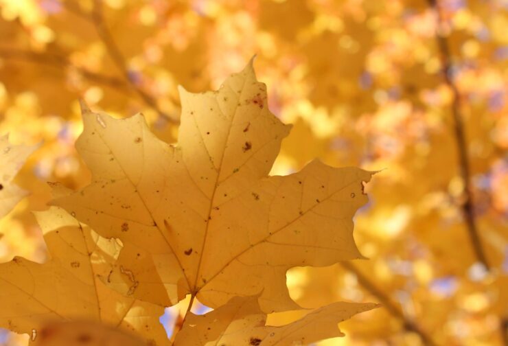 Yellow maple leaves, cover image for blog on "How to Undertake Executive Leadership Assessments"