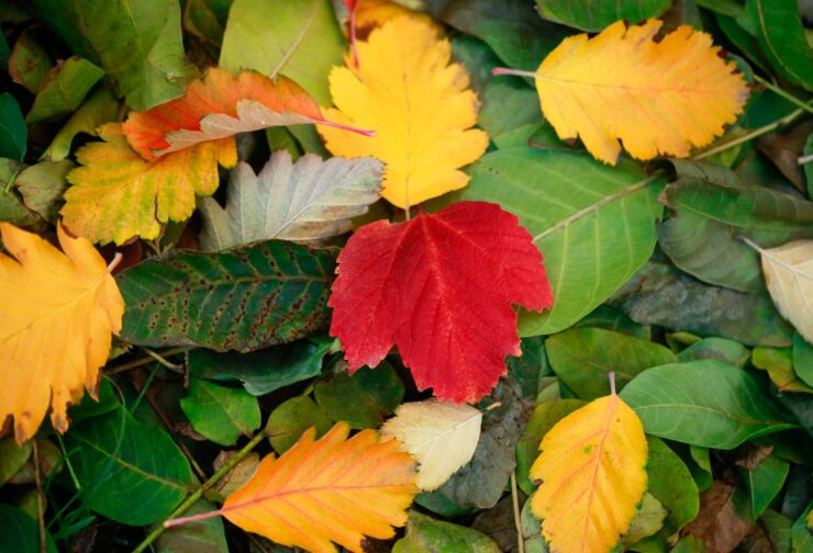 Yellow and red leaves on green leaves; cover image for blog on analytical skills