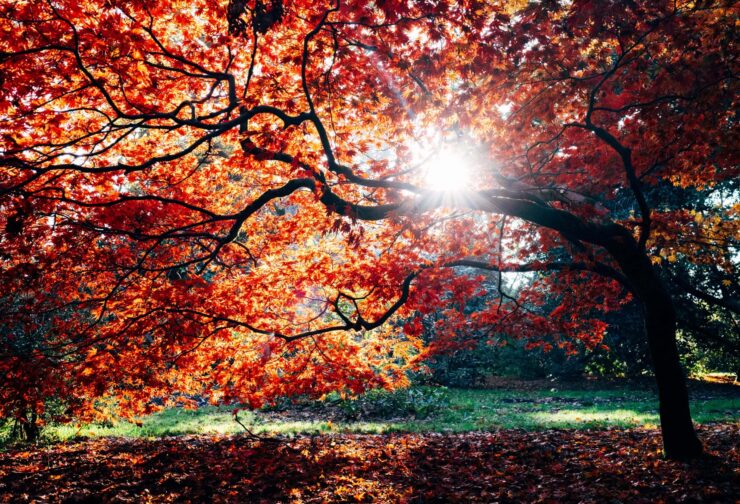 sun coming through red leaves on a branching tree; cover image for blog on collaboration