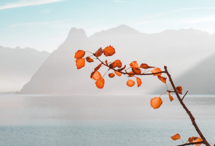 single branch with orange leaves in front of foggy lake and mountains; cover for blog on courage