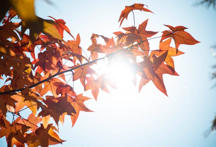 red maple leaves against sun in blue sky; cover image for blog on judgement