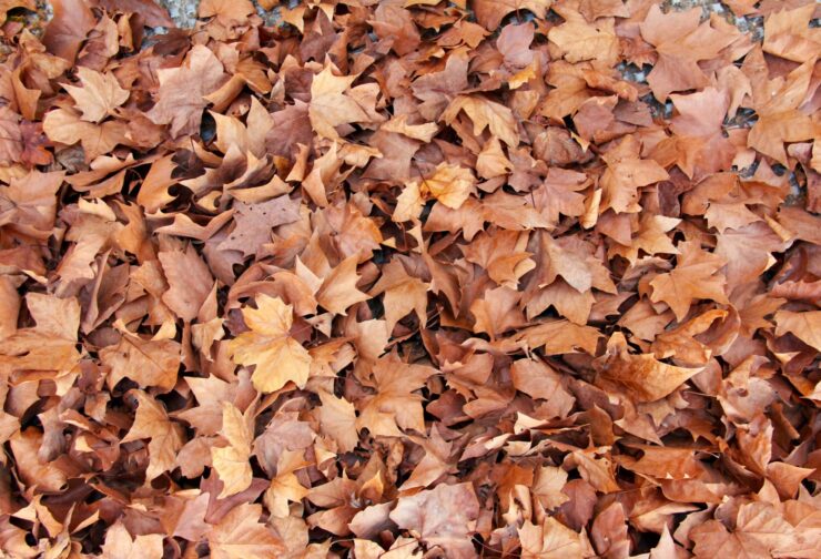 brown leaves on ground; cover image for blog on justice