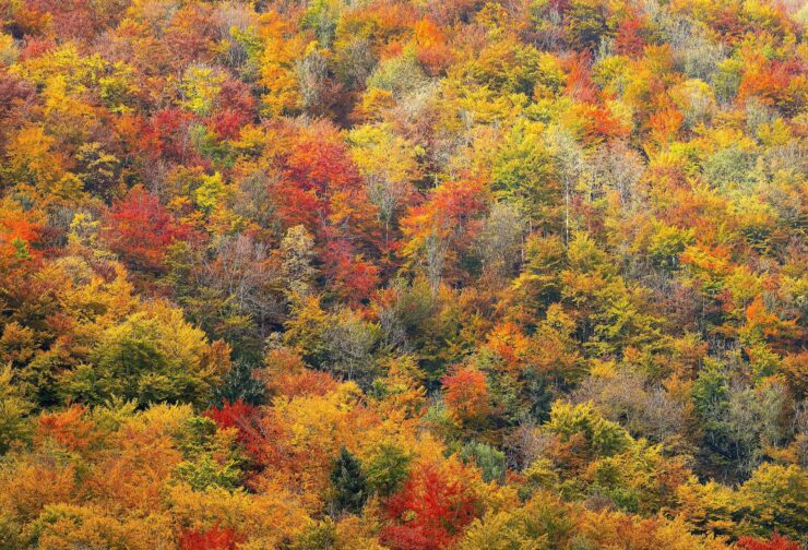 fall trees on mountainside; cover image for blog on drive