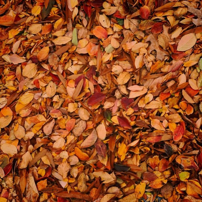 Orange-red fall leaves on the ground; cover image for blog on team building and leader character