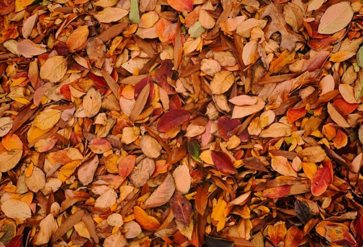 Orange-red fall leaves on the ground; cover image for blog on team building and leader character