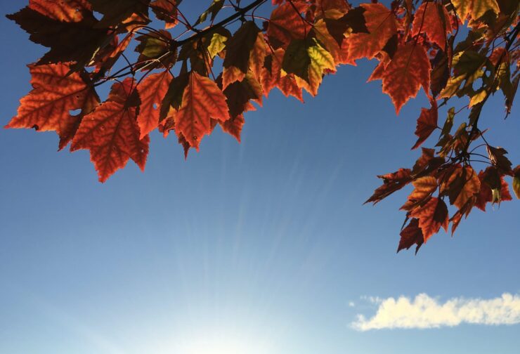 red maple leaves framing blue sky; cover image for blog on temperance