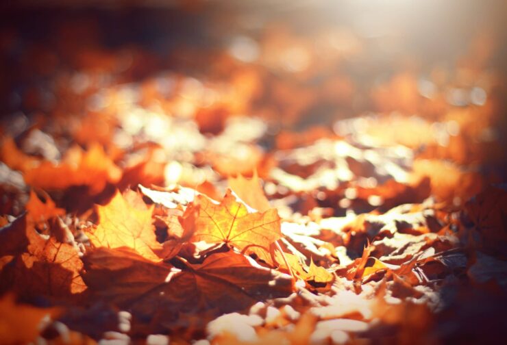 sunlight on orange leaves on the ground; cover image for blog on transcendence