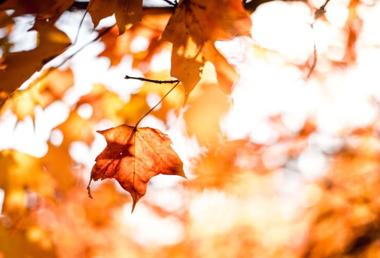 orange fall leaves on trees with white sky peaking through; cover image for blog on leadership traits