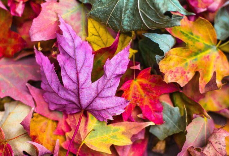 rainbow fall leaves; cover image for blog on why leaders should develop character
