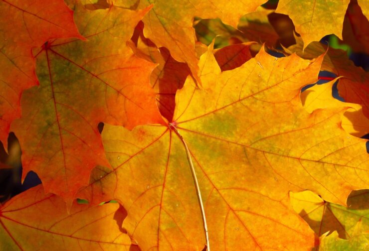 up-close image of fall maple leaves; cover for blog on humility