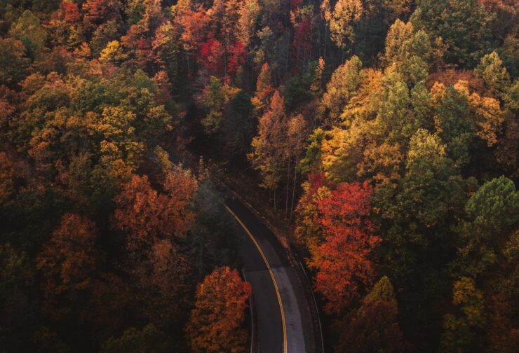 Aerial view of winding road through fall forest; cover image for press release on leader character publication