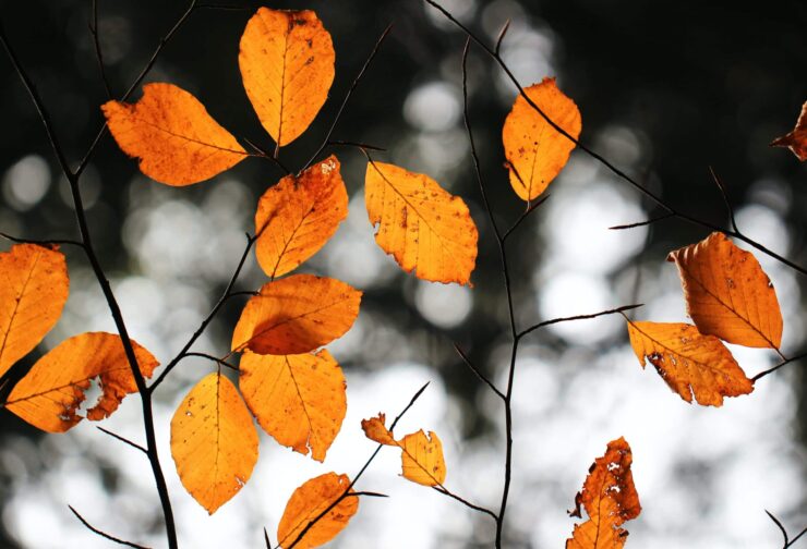orange leaves against black and white background; cover image for blog on leader character as a competitive advantage