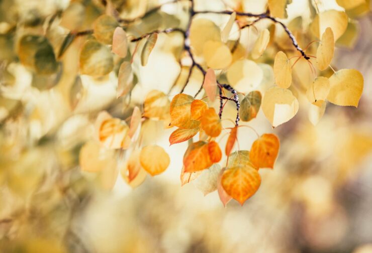 Golden fall leaves; cover image for blog on balancing leader character dimensions