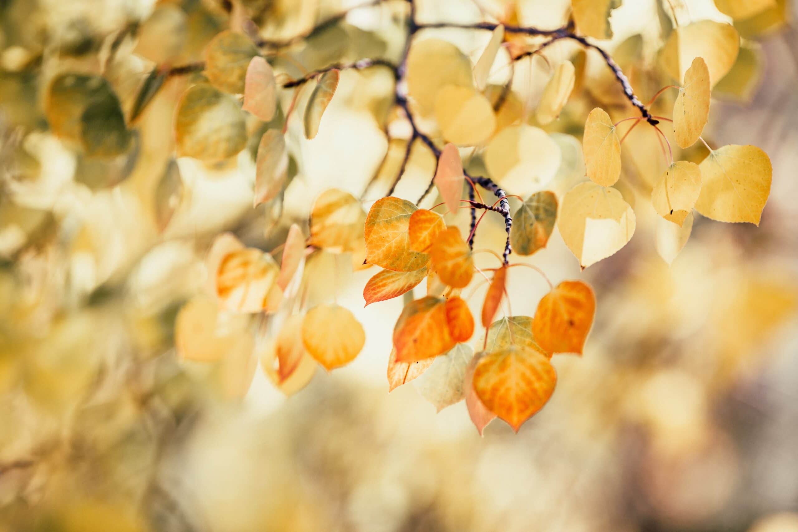 Virtues and Vices: How to Balance Your Leader Character | SIGMA