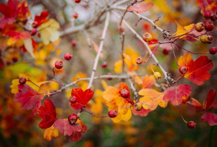 red and orange fall leaves and berries on branch; cover image for blog on spokespeople