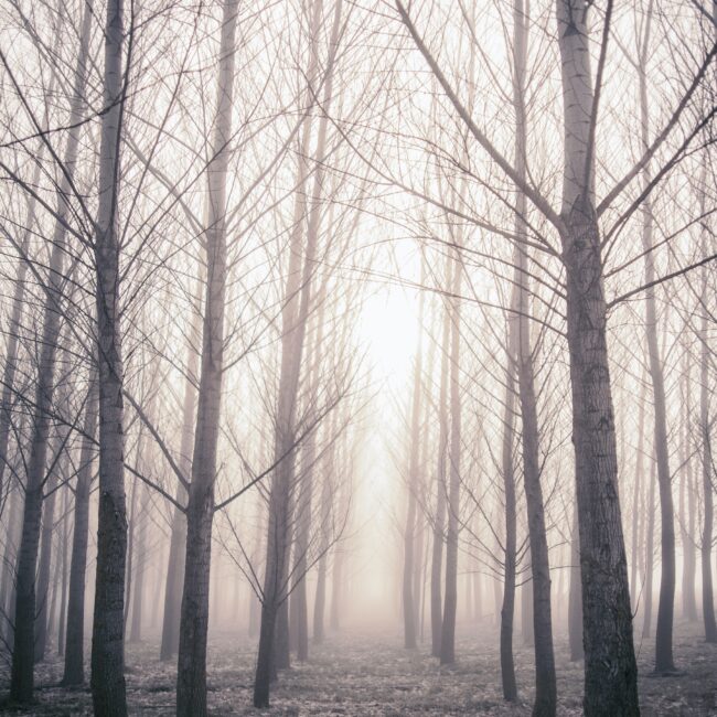 barren trees against a foggy white sky; cover image for blog on growth vs. fixed mindset