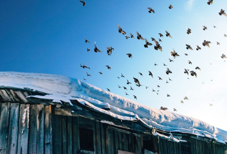 Birds flying into blue sky off snow-covered roof; cover image for blog on using leadership assessments in HR programs