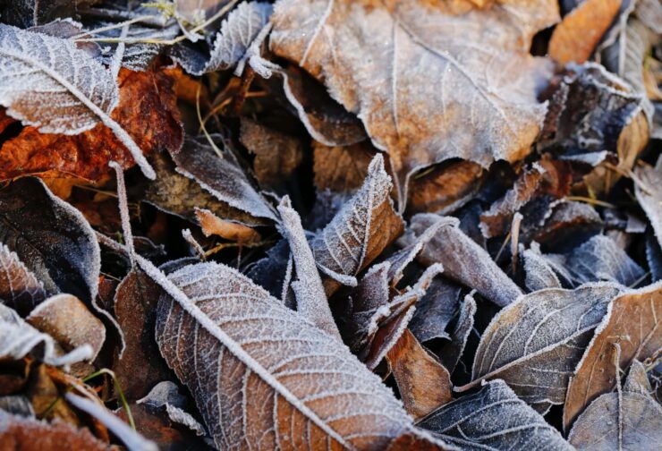 Frost-covered, brown fall leaves; cover image for blog on succession planning in small to medium-sized enterprises