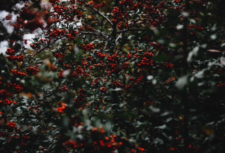 red berries on dark leafed tree; cover image for blog on visionary leaders