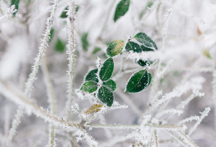 Frosty branches and small green leaves; cover image for blog on how to create strong mission, vision, and values statements