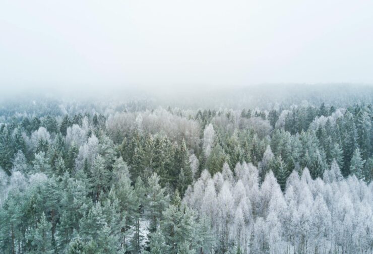 Aerial view of snow-covered evergreens; cover image for blog on knowledge transition guide