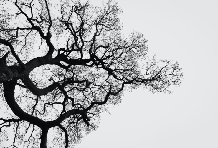 Bare tree branches against a white sky; cover image for blog on SIGMA's State of Succession in 2022 report