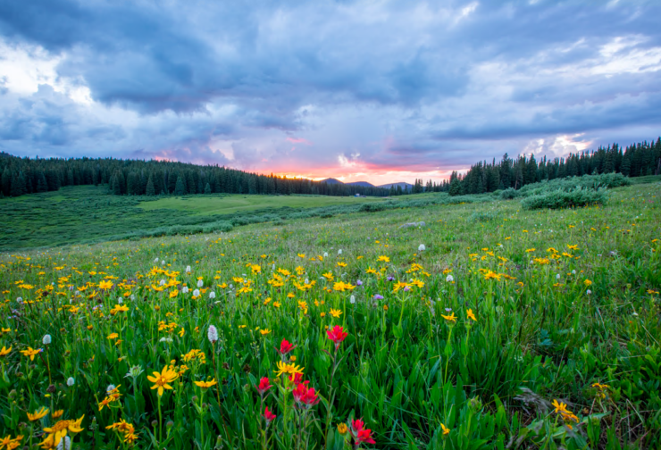 Stormy sunrise over green field of spring flowers; cover image for blog on using the LCIA in business schools.
