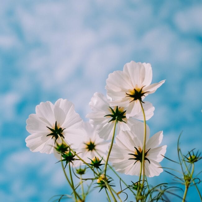 White wildflowers against a cloudy blue sky; cover image for blog on the cost of insufficient succession planning