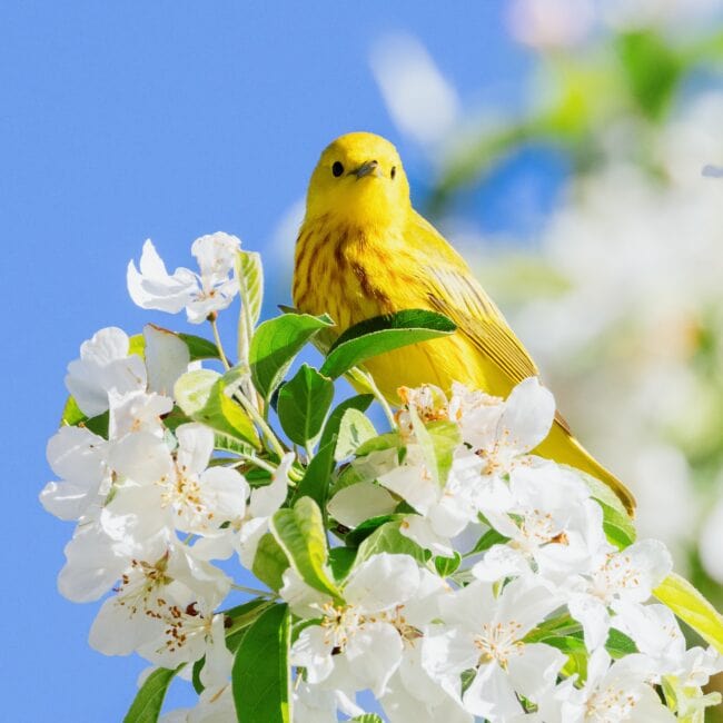 Yellow bird in a white, flowering tree against a blue sky; cover image for blog on the incredible impact of unplanned CEO succession