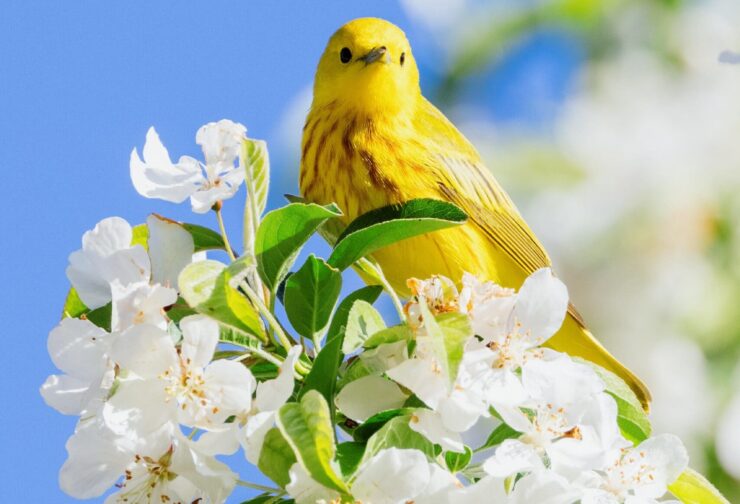 Yellow bird in a white, flowering tree against a blue sky; cover image for blog on the incredible impact of unplanned CEO succession
