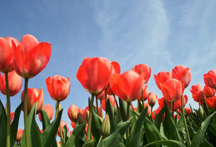 Red tulips against a blue sky; cover image for blog on how to use talent assessments for selection