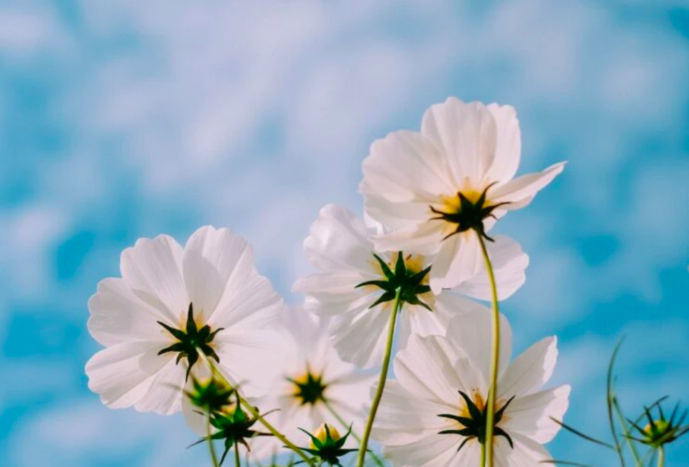 White flowers in front of a blue sky; cover tile for blog on the costly consequence of insufficient succession planning.