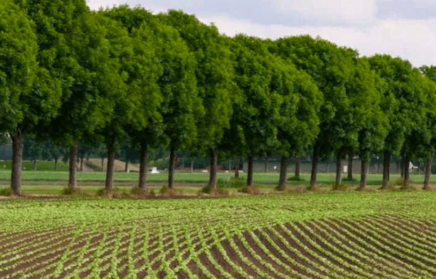Row of green trees in front of a field; cover tile for succession planning guide landing page.