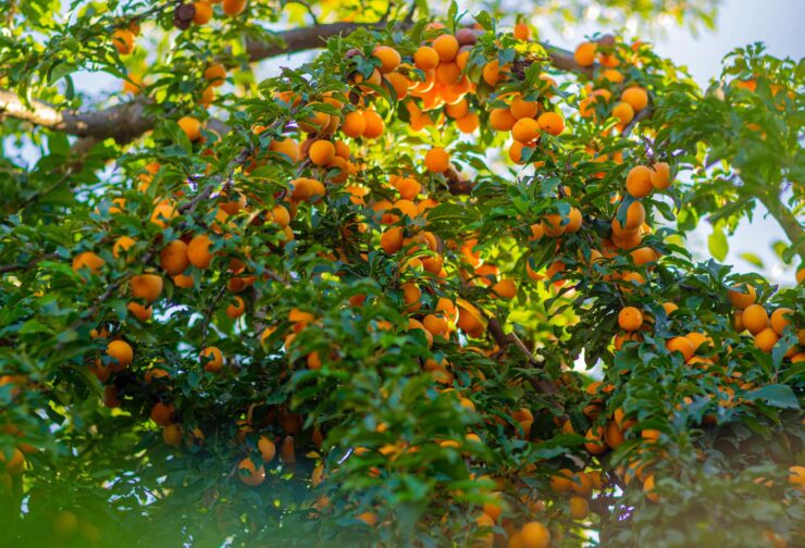 Apricot tree; cover image for blog on communication skills.