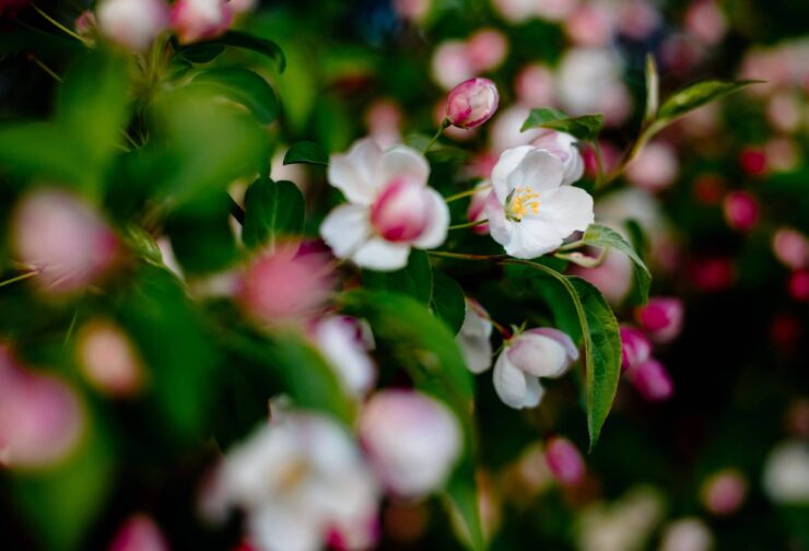 Close-up of crab apple tree flowers; cover image for blog on teambuilding consulting