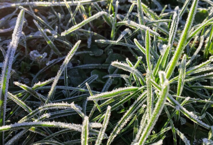 Up-close image of frost covered grass; cover image for blog on how to develop emotional control