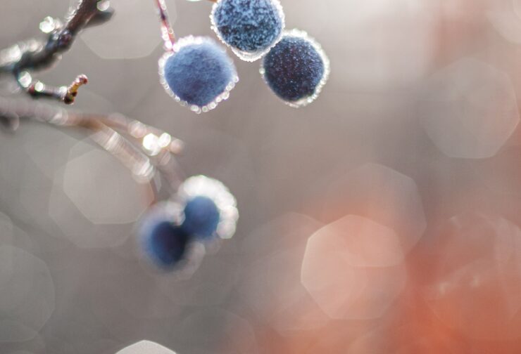 Frosty blue berries on a branch; cover image for blog post of SIGMA's Handbook for New Supervisors