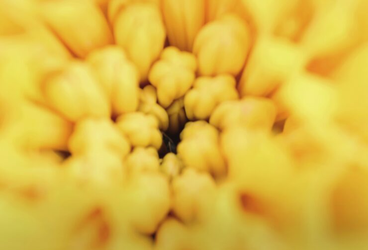 Close up of a yellow flower; cover image for executive recruitment case study