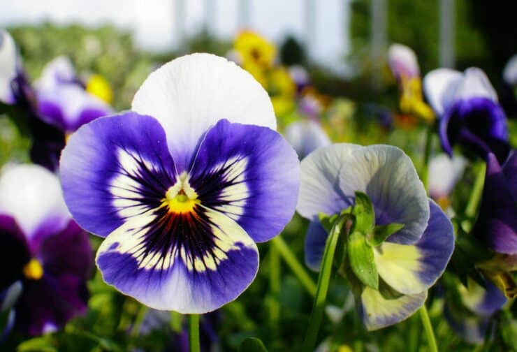 Purple, white, and yellow pansy; cover image for blog on how to develop structured interviews.