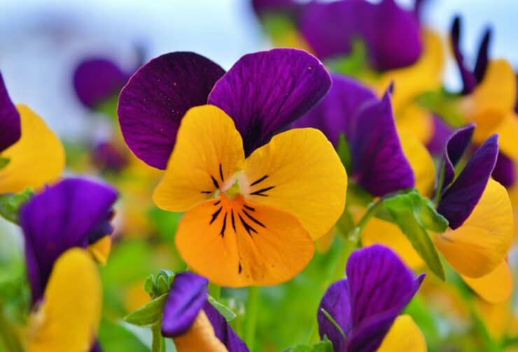 Yellow and purple pansies; cover image for a blog on what structured interviews are.