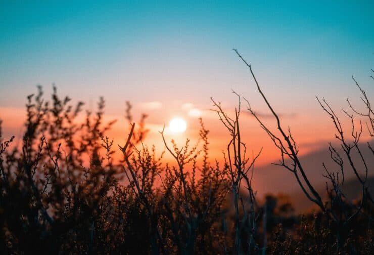 Sunrise behind black outline of grass and twigs; cover image for blog on how to use assessments for succession planning.