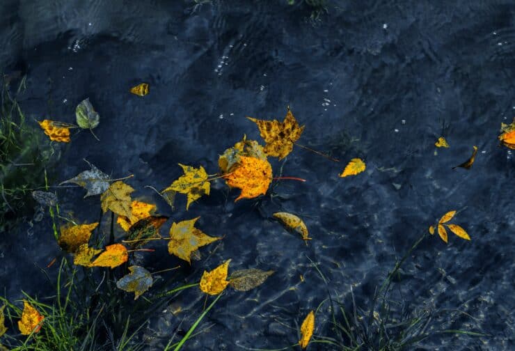 Shuffled leaves on a river representing C-Suite transitions.