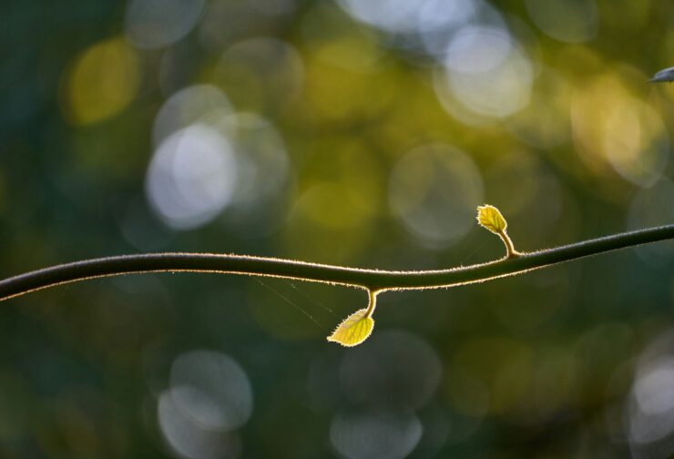 Two leaves grow from a tree branch symbolizing budding leaders.