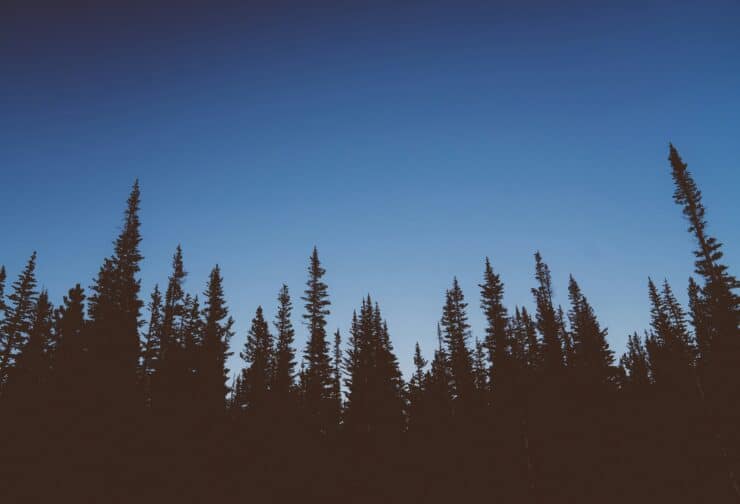 A group of trees at different stages of growth, representing the progression from leadership potential to leadership readiness.
