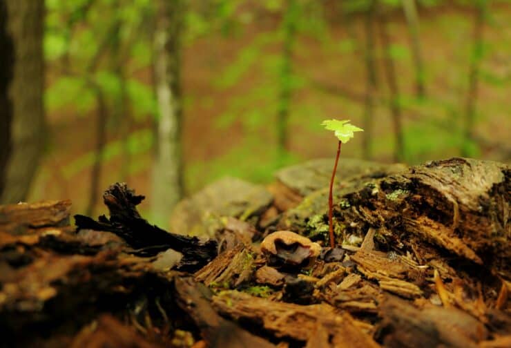 A young tree shoot emerging from the forest floor beneath mature trees, symbolizing the early development of future leaders.